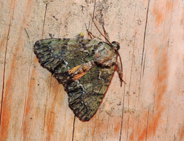Polyphaenis sericata  Noctuidae